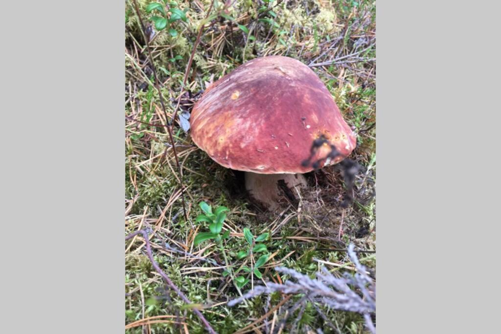 Appartamento Projekt Schwedenalm Furudal Esterno foto